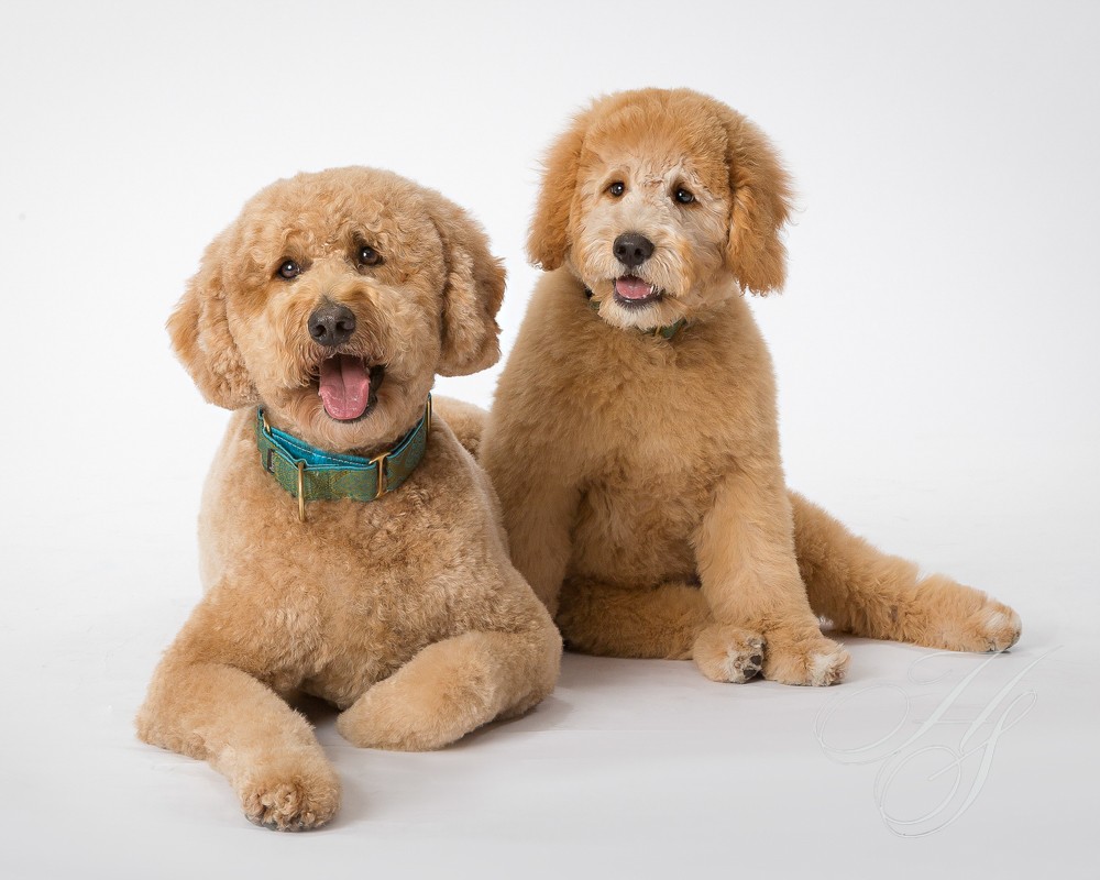 Two dogs are sitting next to each other.